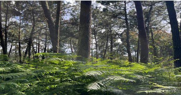 Enxeñería Sen Fronteiras premia o uso de software libre para reactivar participativamente montes  abandonados