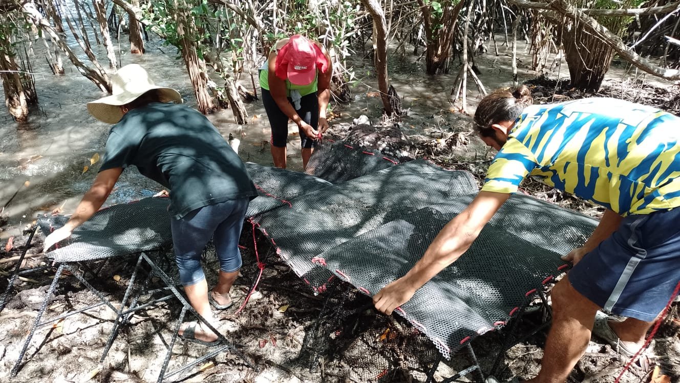 Empezan en Honduras os ensaios de cultivo de bivalvos en bolsas ou pochones