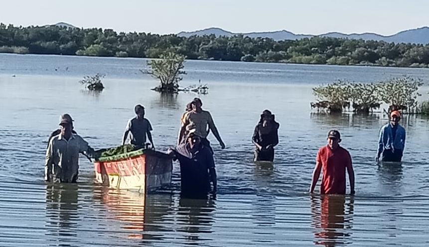 Restauración de lagunas de invierno. Control de hierbas