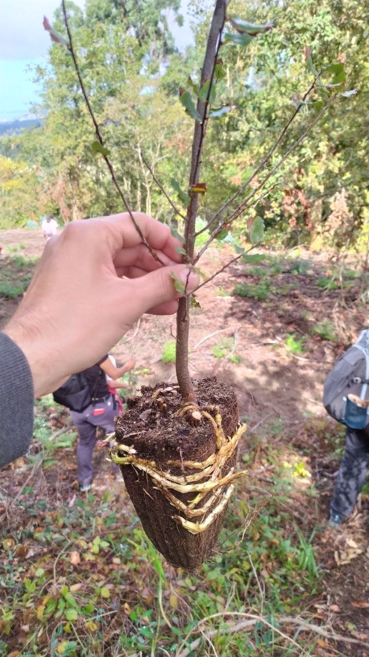 Sentires do Monte, na comunidade do monte veciñal de Couso